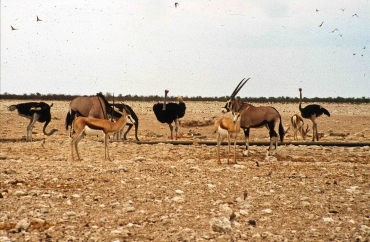 Orix Antilopen im Etosha Nationalpark, Namibia